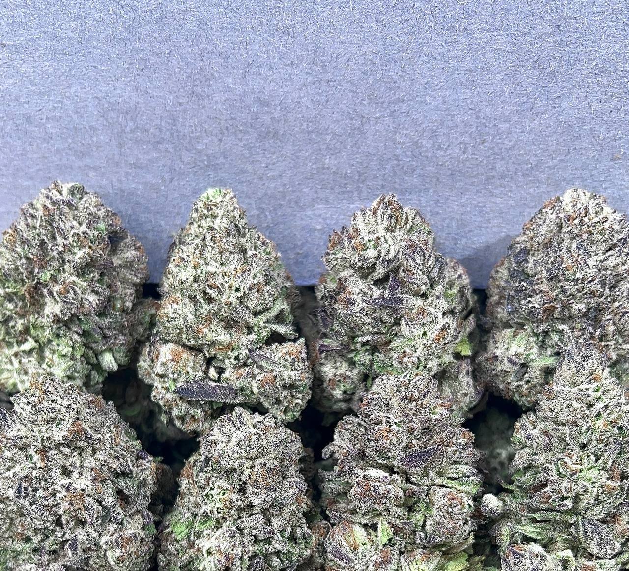 GELATO KING