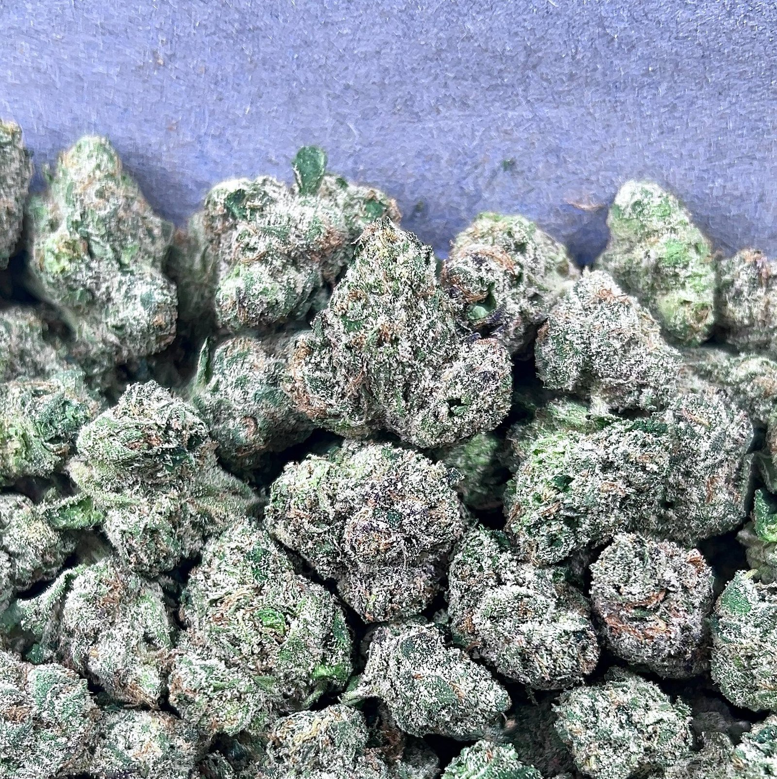 BLUE NERDZ MEDIUM