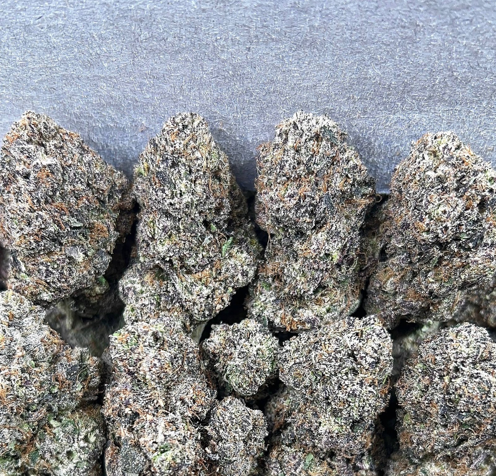 PAPAYA GROVE