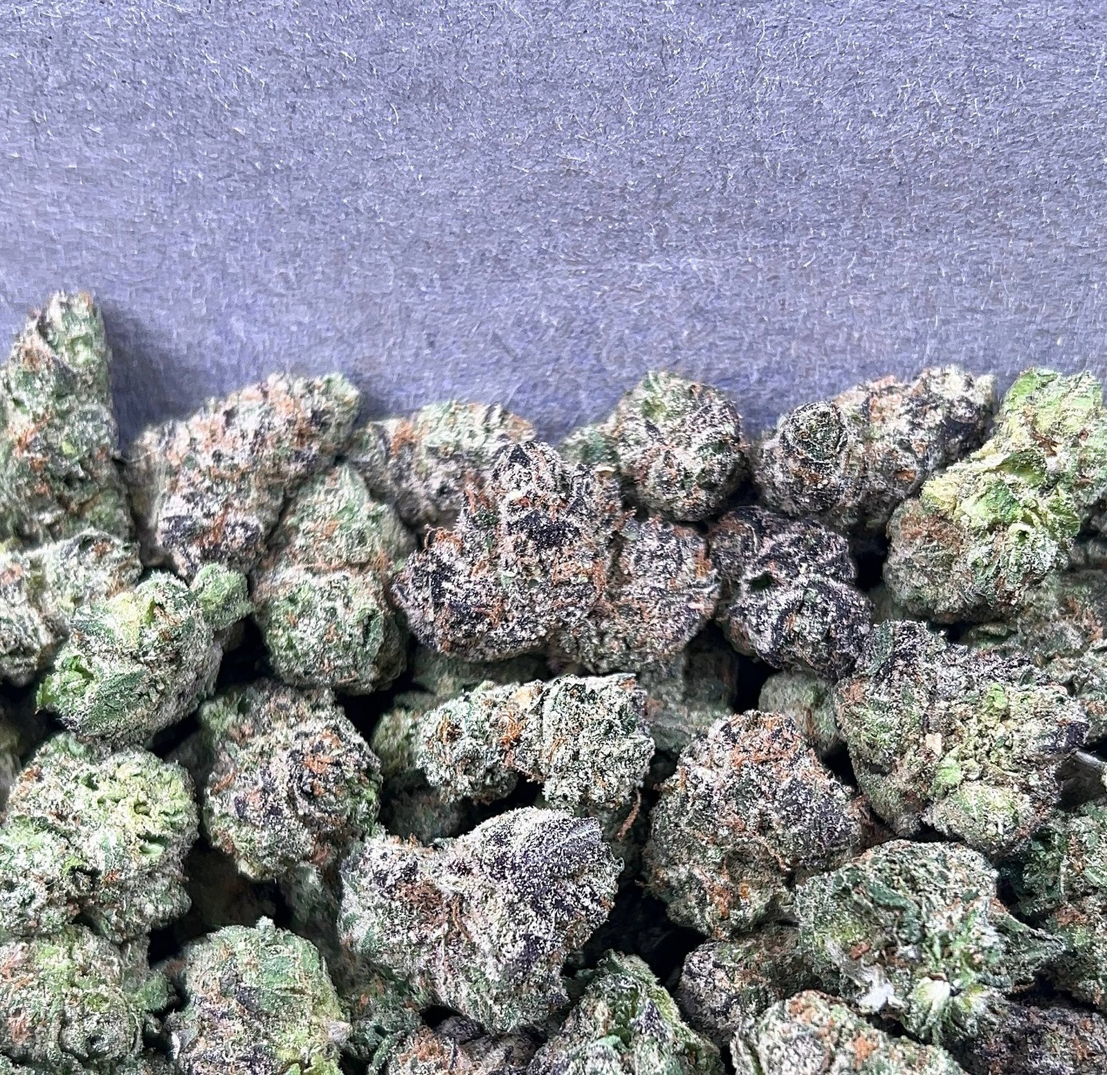 MINTZ MOCHI MEDIUM