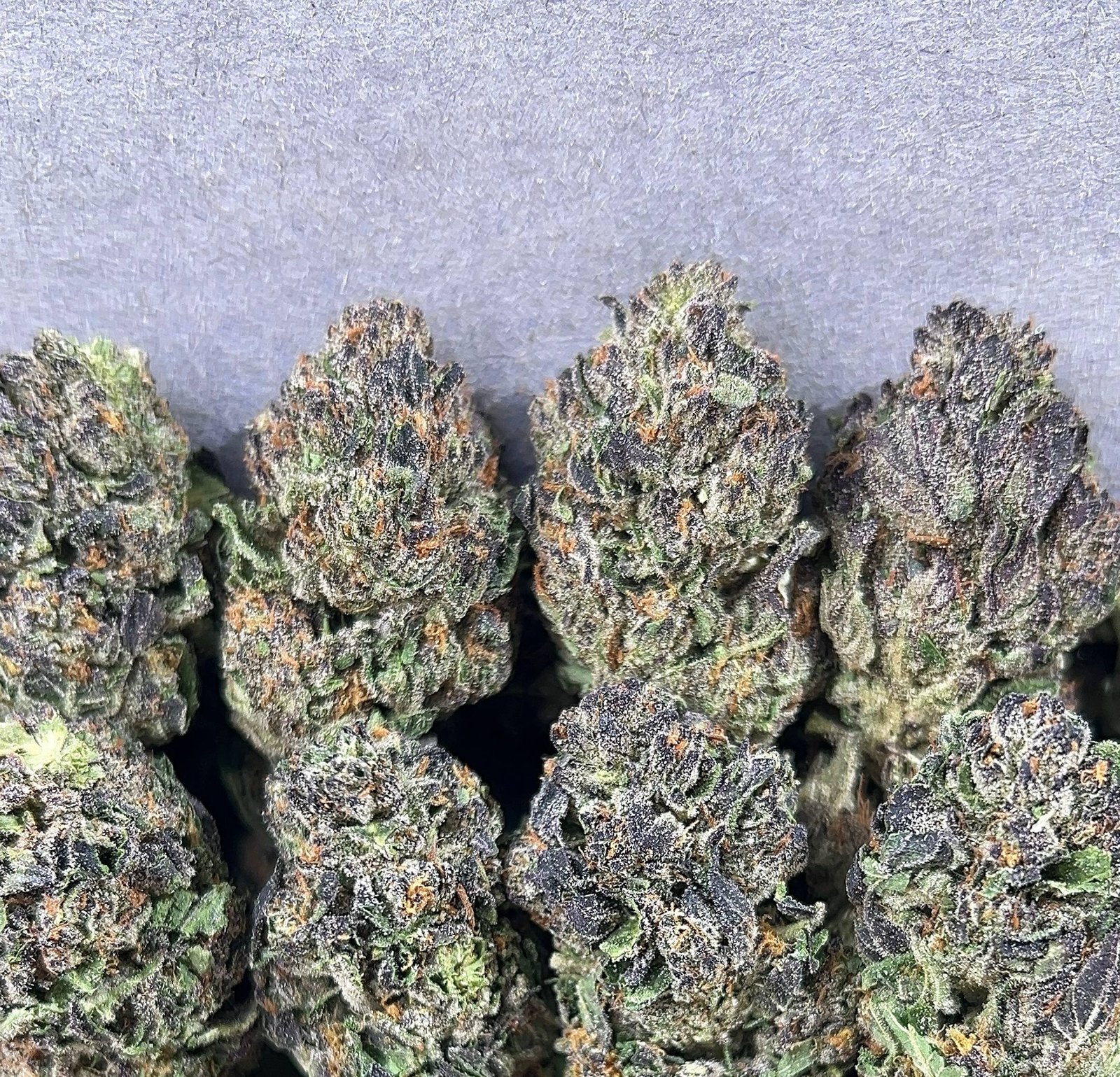 PURPLE RUNTZ